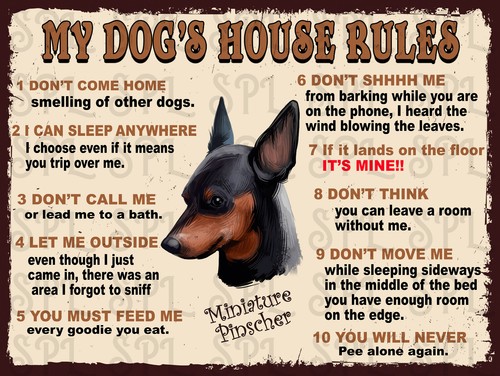 Miniature pinscher dog s - my, dog's
