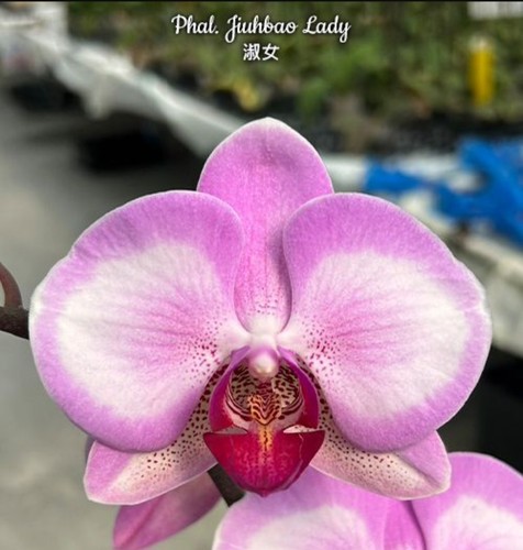Phalaenopsis jiuhbao lady - phalaenopsis,