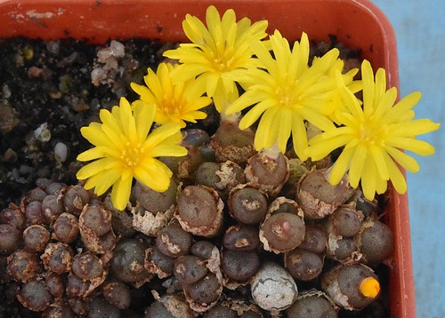 Conophytum auriflorum 1137 - auriflorum,