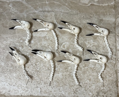 Crow skulls necks carrion - 8,