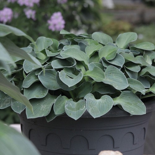 Hosta plantain lily - plantain, mouse