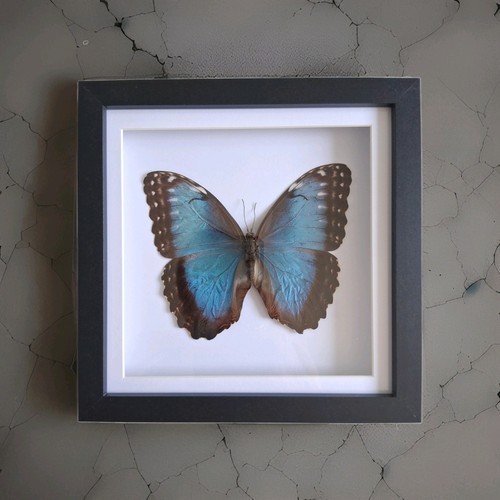 Blue morpho helenor - blue, large
