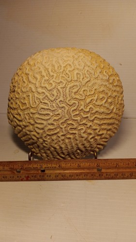 Fossilized natural brain - fossilized,