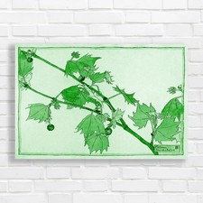Botanical Illustration of