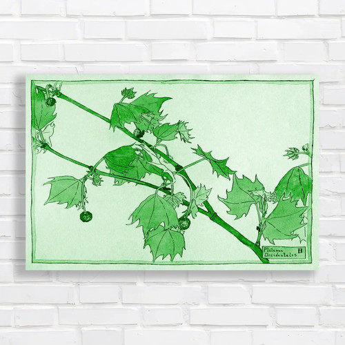 Botanical illustration - botanical,