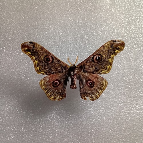 Caligua anna saturn moth - saturn,