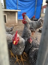 6 barred Rock + 6 White