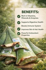 Fresh aloe vera plant - fresh,