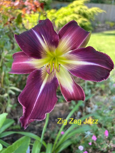 Daylily hemerocallis seeds 8 - seeds,