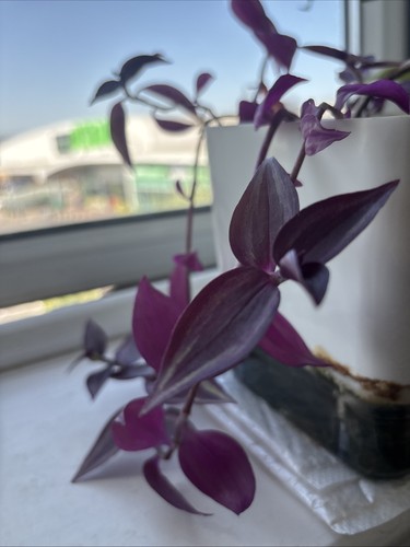Tradescantia nanouk silver - tradescantia,