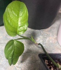 Monstera Obliqua Suriname