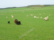 Photo 6x4 Zwartbles near Quixwood Abbey St Bathans Within the flock of mi c2011