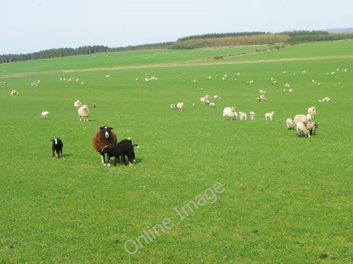 Photo 6x4 zwartbles - photo,