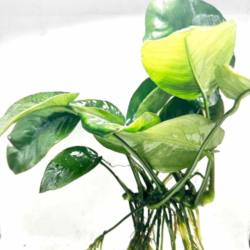 Anubias barteri broad leaf - anubias,