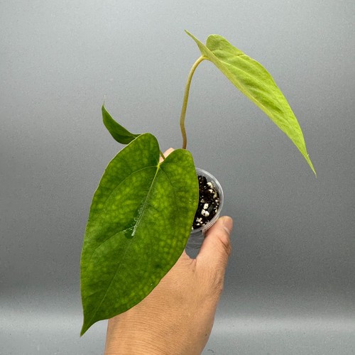 Anthurium papillilaminum fort - anthurium,