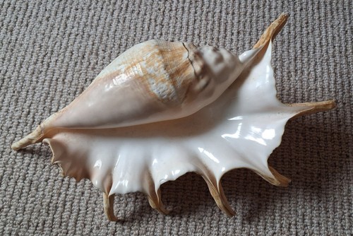 Vintage giant spider - vintage, conch