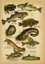 Antique Print-ATLANTIC