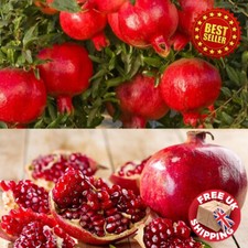 Large Hardy Pomegranate Rare
