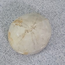 Echinoid fossil urchin - urchin, genuine