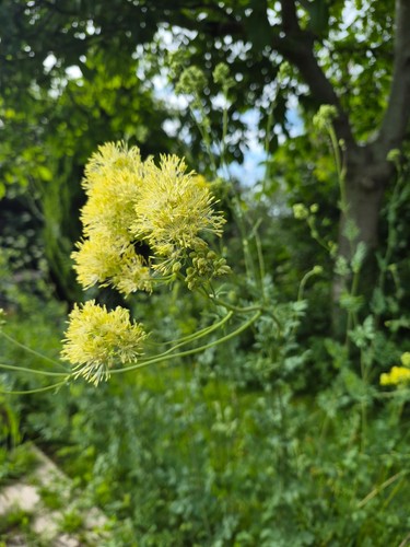 Thalictrum sphaerostachyum