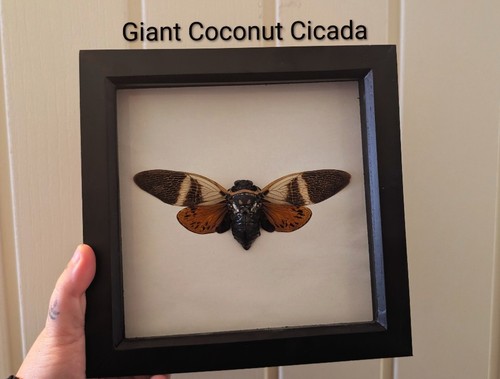 Coconut cicada entomology - cicada,,