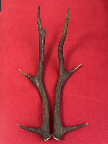 Pair red deer - red, 473g