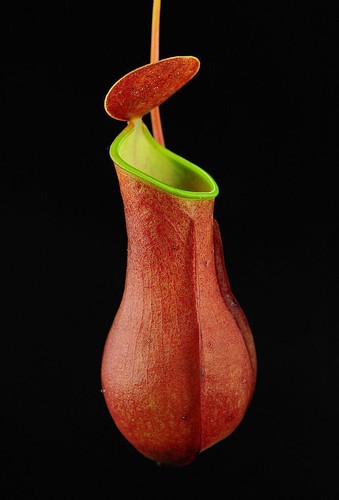 Nepenthes reinwardtiana red - nepenthes,