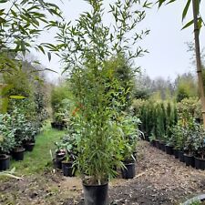 Phyllostachys Viridis Fast Growing Screening Bamboo Approx 2 Meters 18L Potted 