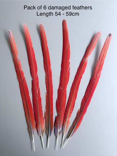 Parrot macaw feather crafts - macaw,