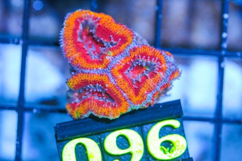 Wysiwyg live coral - live,
