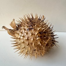 Dried Puffer Fish Taxidermy