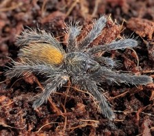 Live (1)  🍊  Usambara