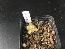 Pinguicula Bailley