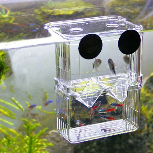 Breeding aquarium fishtank - breeding,