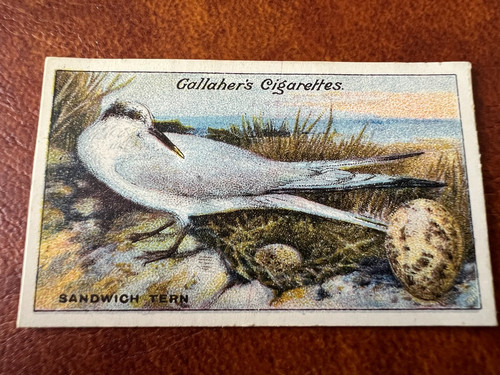 Gallaher birds nests - nests, eggs