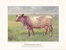 1925 Shorthorn Cattle "Minna"