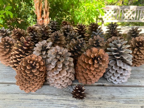 Extra large 16cm - 4,