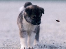 AKITA PUPPY AND A BEE CHARMING