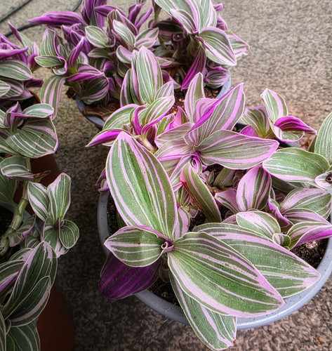 Tradescantia nanouk pink - nanouk,