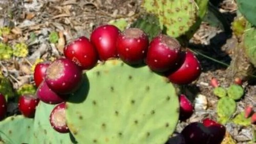 Nopal nopalina nopalea exotic - nopalea,