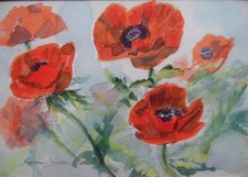 Red poppy flowers rosemary - rosemary,