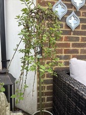 Salix Caprea Kilmarnock Tree