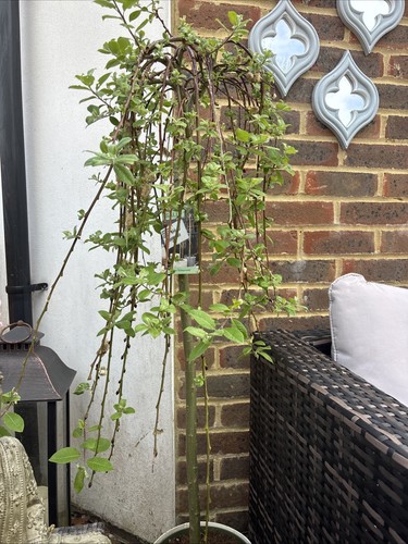Salix caprea kilmarnock tree - caprea,