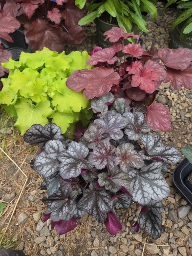 Heuchera collection good - heuchera, 3