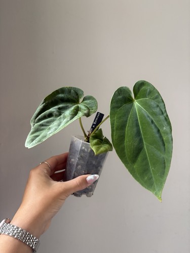Anthurium dressleri besseae - anthurium, x