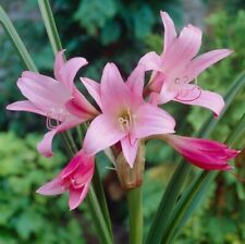 CRINUM POWELLII LILY ROSEA LARGE BULB Hardy  Perennial ex 2L pot