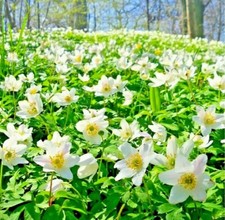 English wood anemone - english,