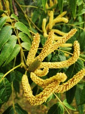 PLATYCARYA STROBILACEA