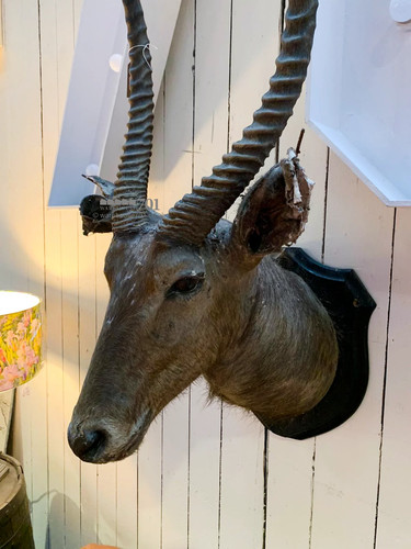 African waterbuck rowland - african, by