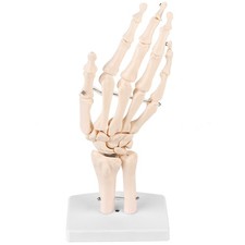 Anatomical Hand Model Hand